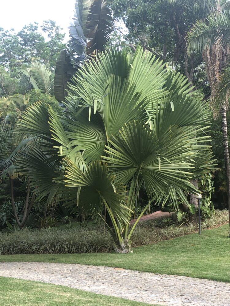 Corypha umbraculifera | Talipot Palm