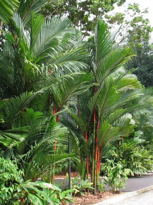 Cyrtostachys renda | Sealing Wax Palm