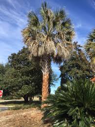 Sabal causiarum x palmetto