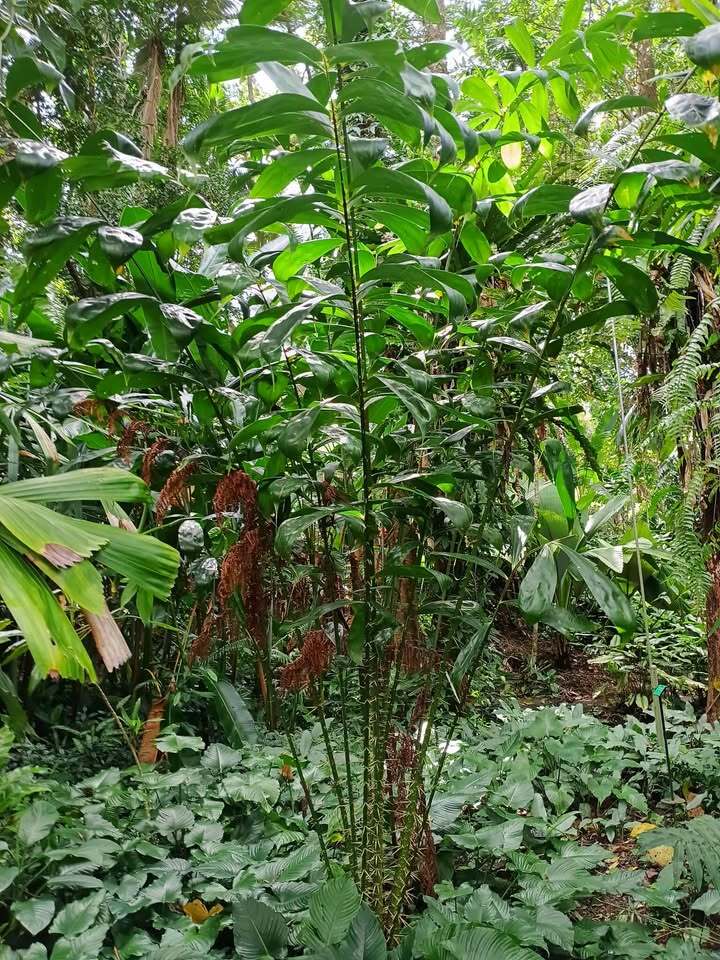 Salacca wallichiana