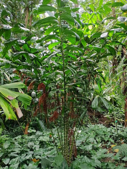 Salacca wallichiana