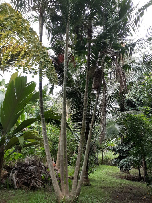 Chrysalidocarpus pembanus | Pemba Palm