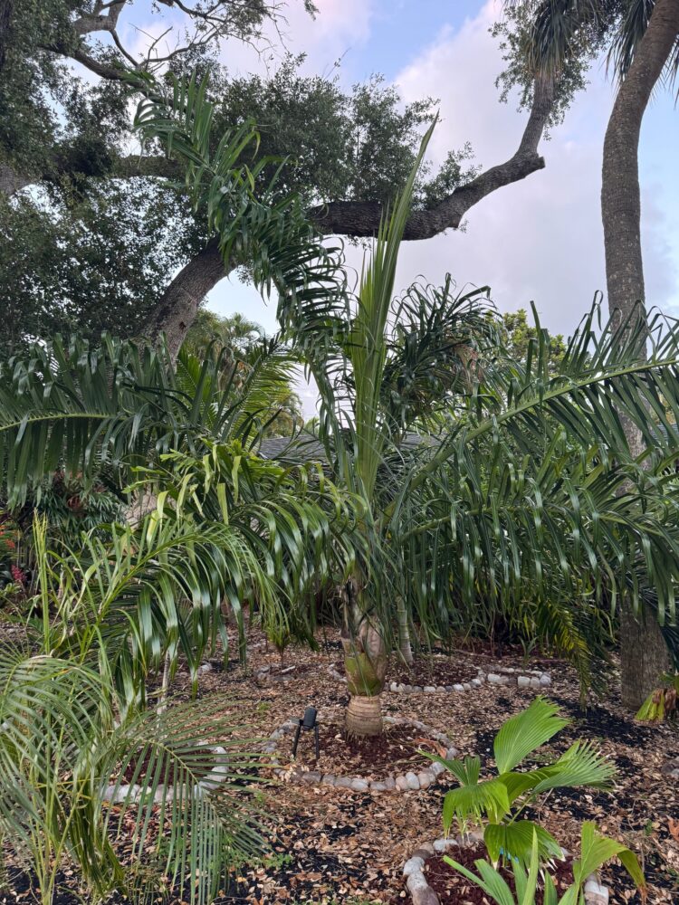 Chrysalidocarpus prestonianus | Tavilo Palm
