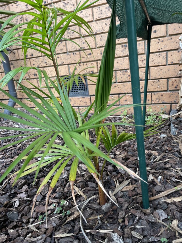 Euterpe edulis | Assai Palm