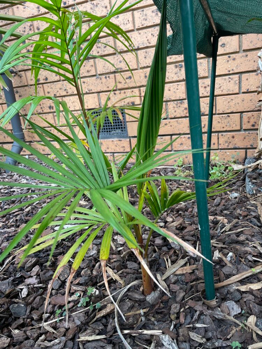 Euterpe edulis | Assai Palm