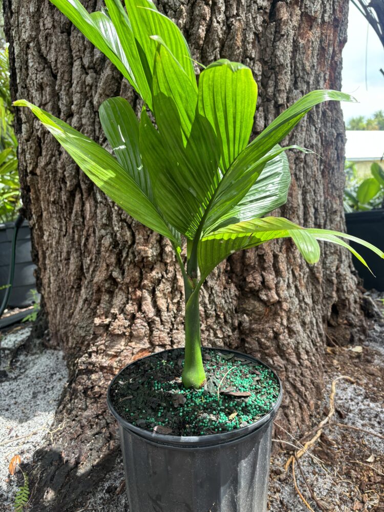 Areca catechu | Betel Nut Palm