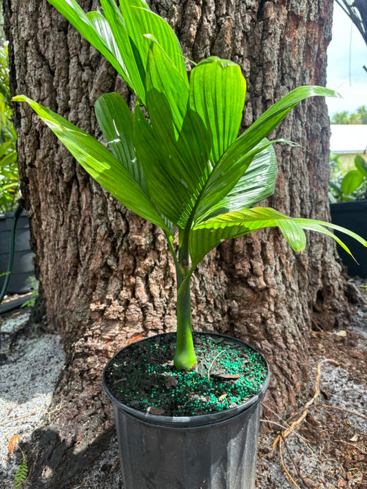 Areca catechu | Betel Nut Palm