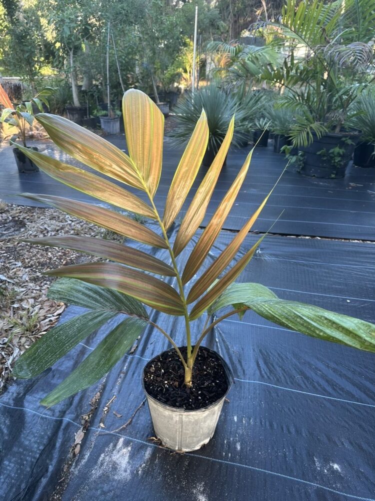 Chambeyronia macrocarpa var. hookeri | Yellow Flamethrower Palm
