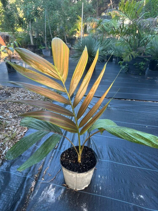 Chambeyronia macrocarpa var. hookeri | Yellow Flamethrower Palm
