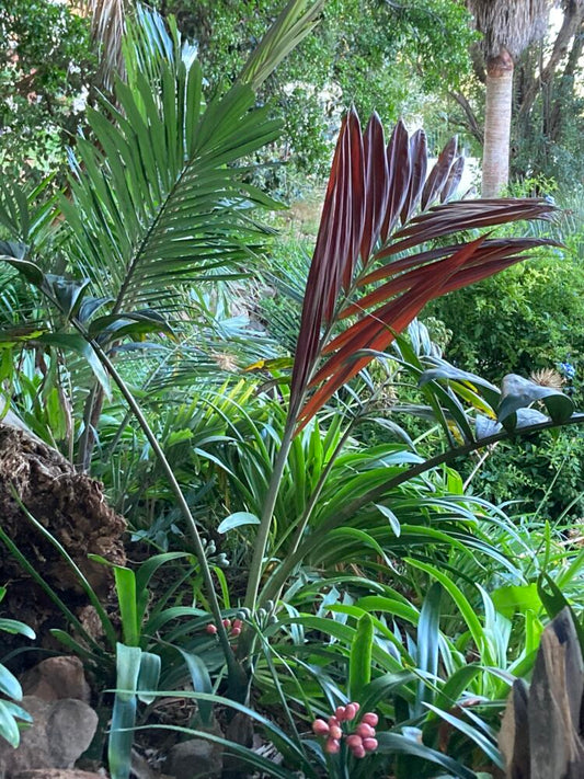 Chambeyronia macrocarpa | Flamethrower Palm