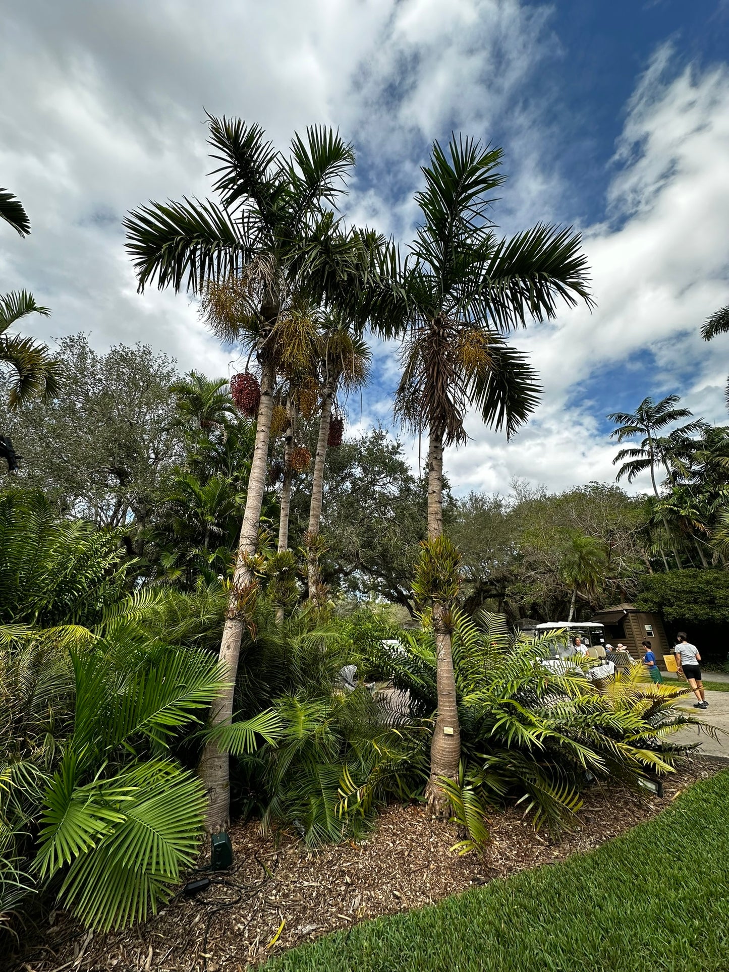Gaussia gomez-pompae | Caribbean Bottle Palm