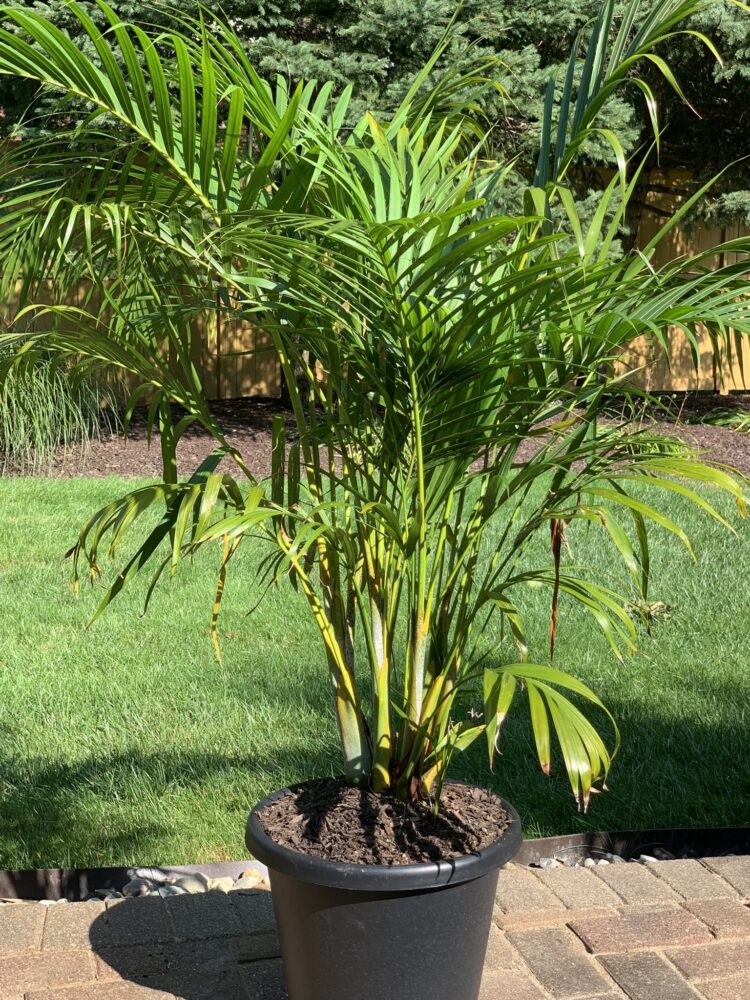 Chrysalidocarpus lutescens | Golden Cane Palm