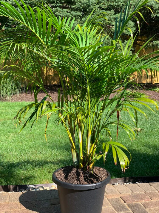 Chrysalidocarpus lutescens | Golden Cane Palm