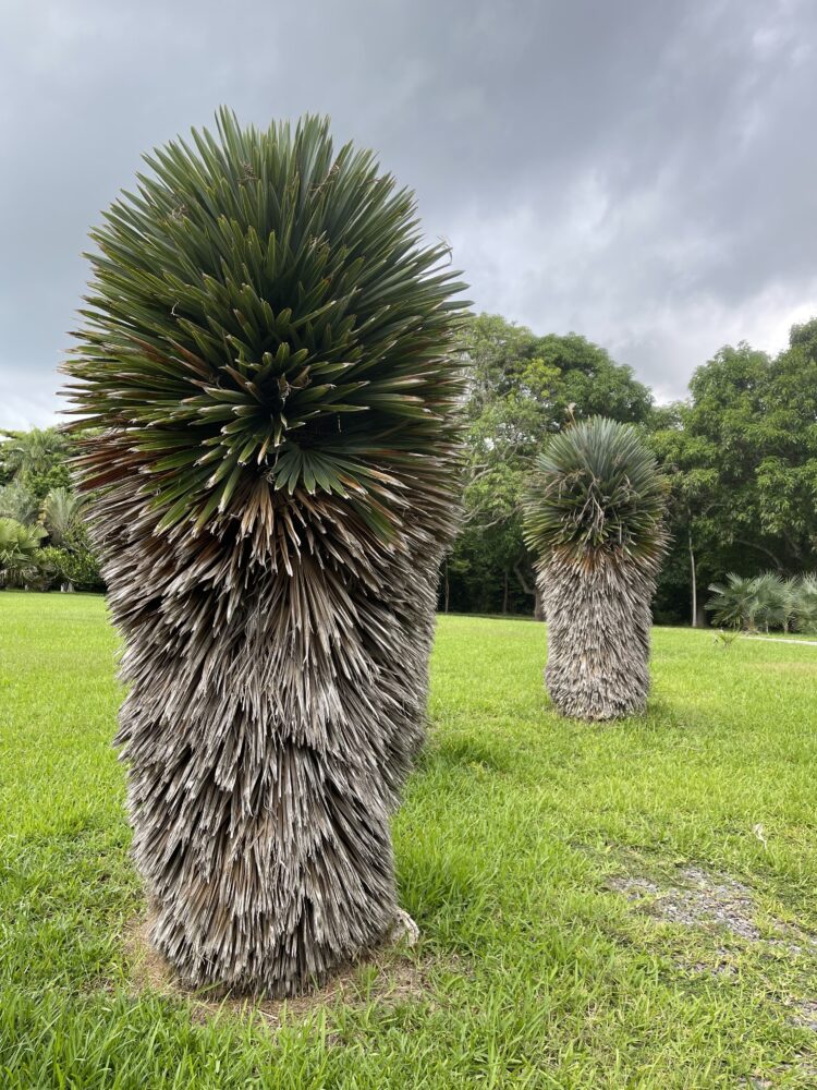 Hemithrinax ekmaniana | Jumagua Palm