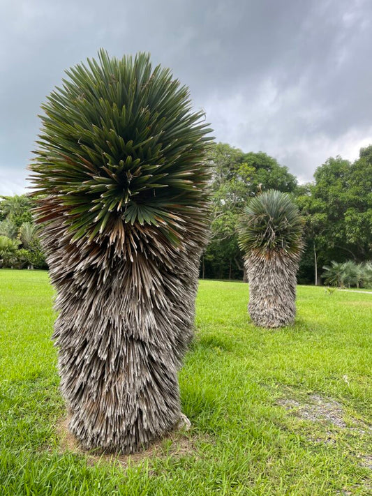 Hemithrinax ekmaniana | Jumagua Palm