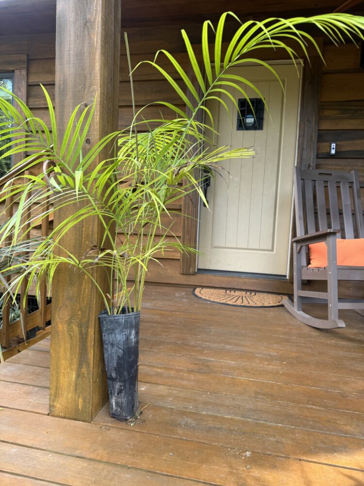 Heterospathe elata var. elata | Sagisi Palm