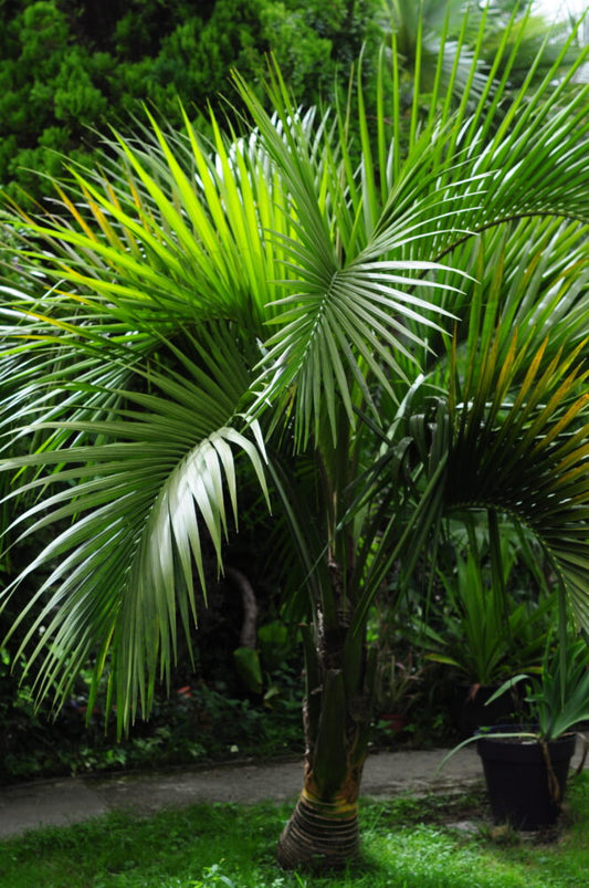 Howea belmoreana | Curly Palm