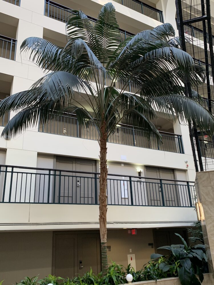 Howea forsteriana | Kentia Palm