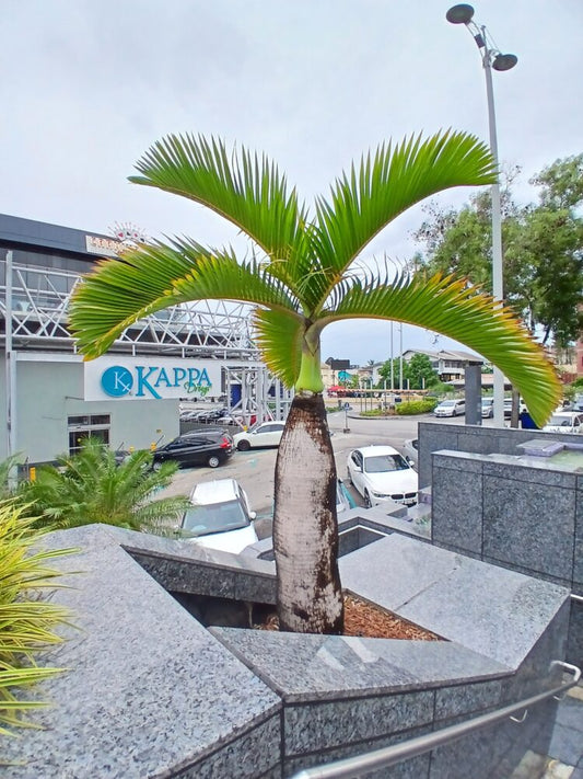 Hyophorbe lagenicaulis | Bottle Palm