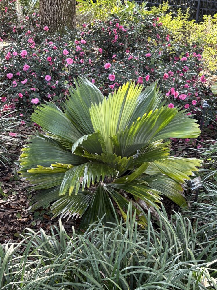 Sabinaria magnifica | Girasol Palm