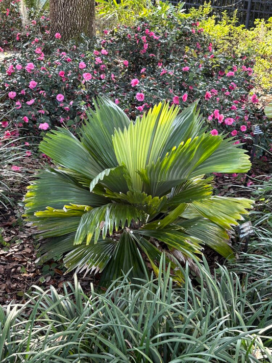 Sabinaria magnifica | Girasol Palm