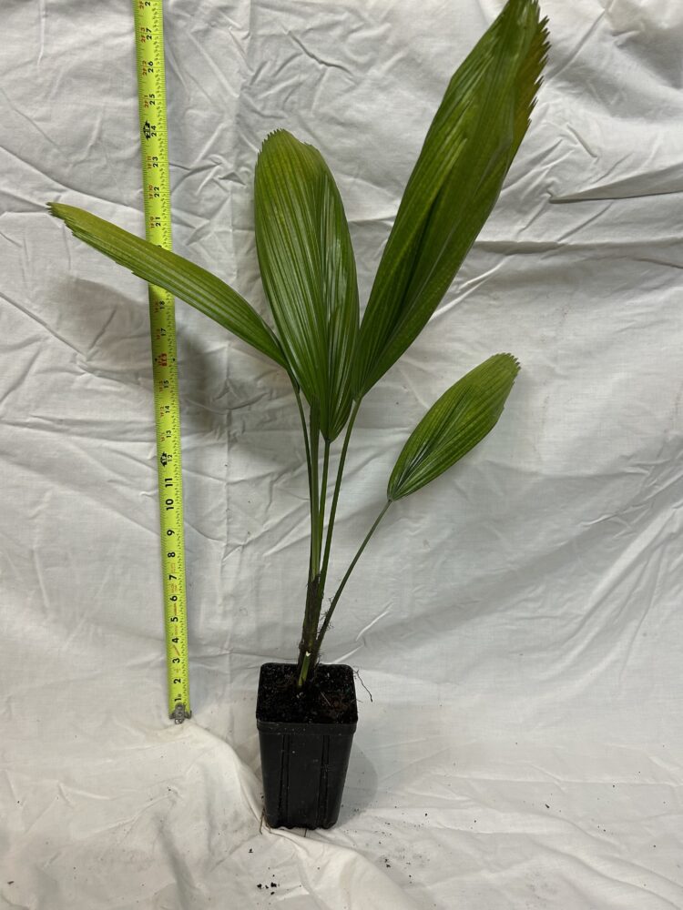 Licuala grandis | Ruffled Fan Palm