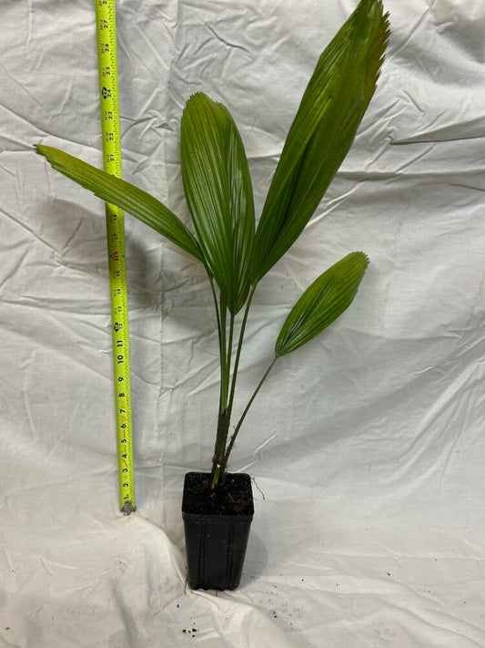 Licuala grandis | Ruffled Fan Palm