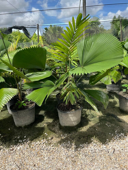 Licuala peltata var. sumawongii | Elegant Palm