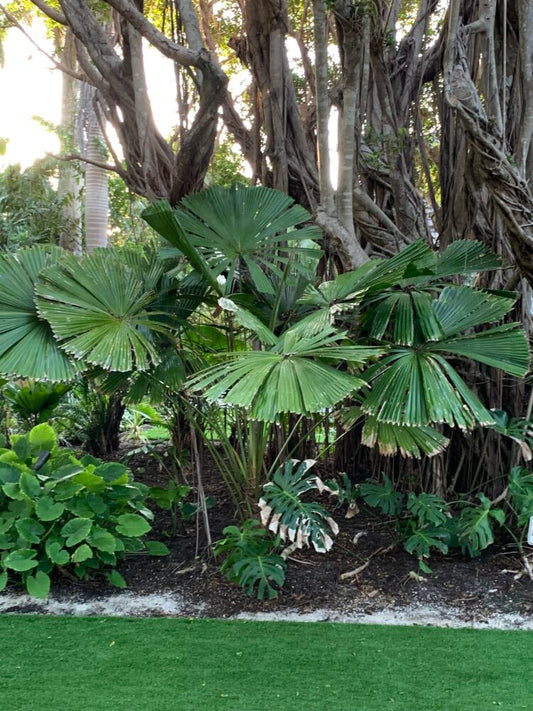 Licuala ramsayi var. ramsayi | Australian Fan Palm