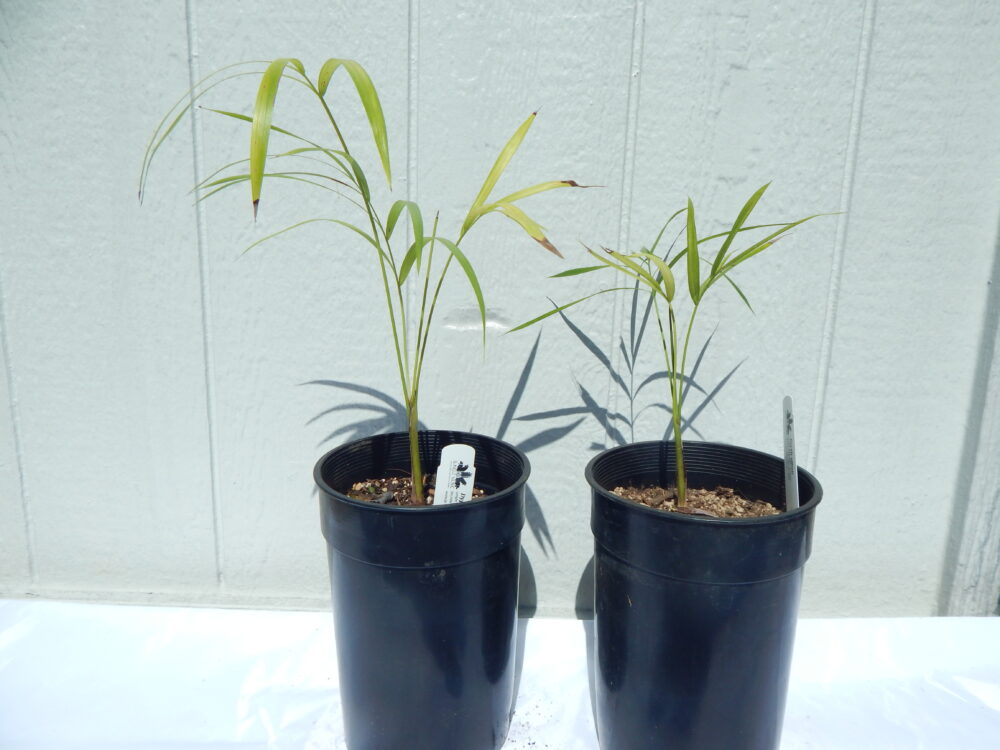 Dypsis scottiana | Raosy Palm | formerly Dypsis affinis