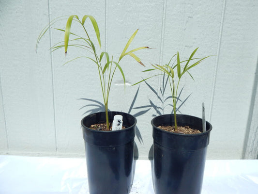 Dypsis scottiana | Raosy Palm | formerly Dypsis affinis