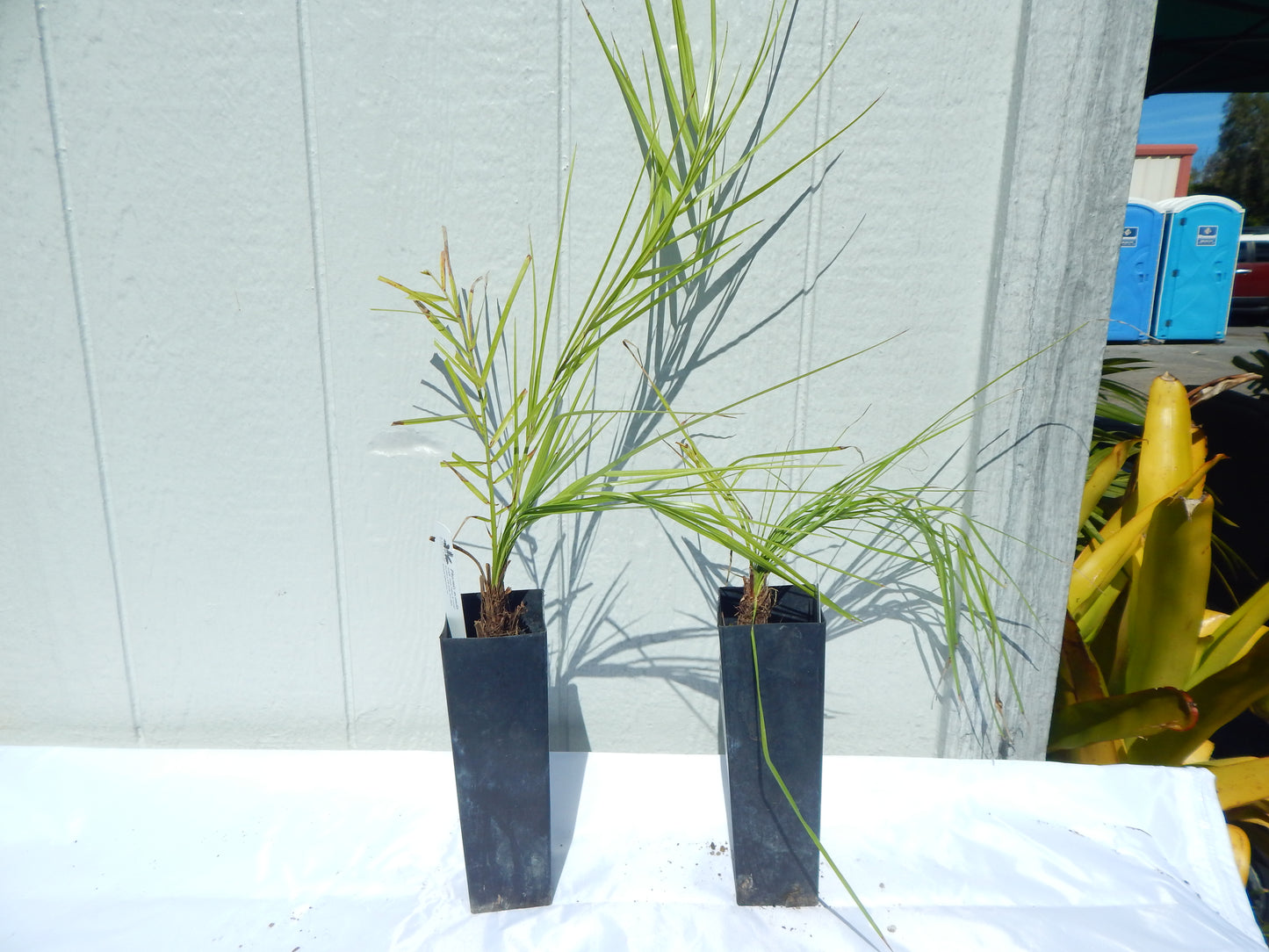 Phoenix acaulis