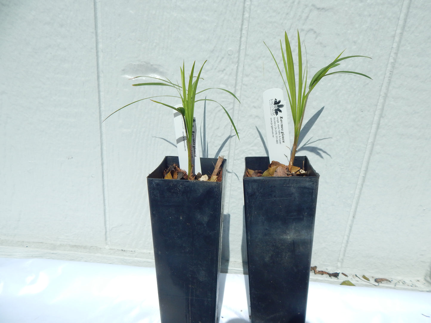 Ravenea glauca | Sihara Palm