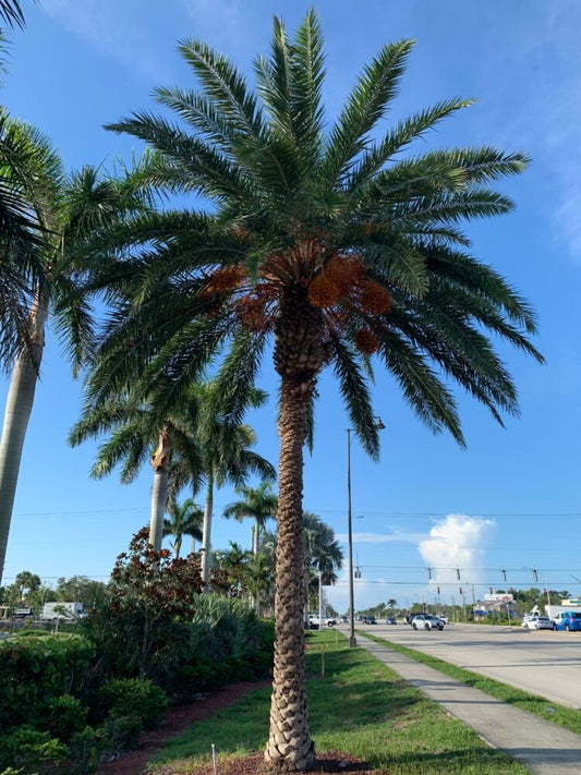 Phoenix dactylifera |  Date Palm
