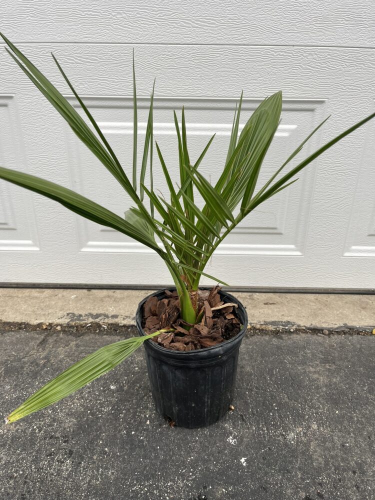 Phoenix sylvestris | Silver Date Palm