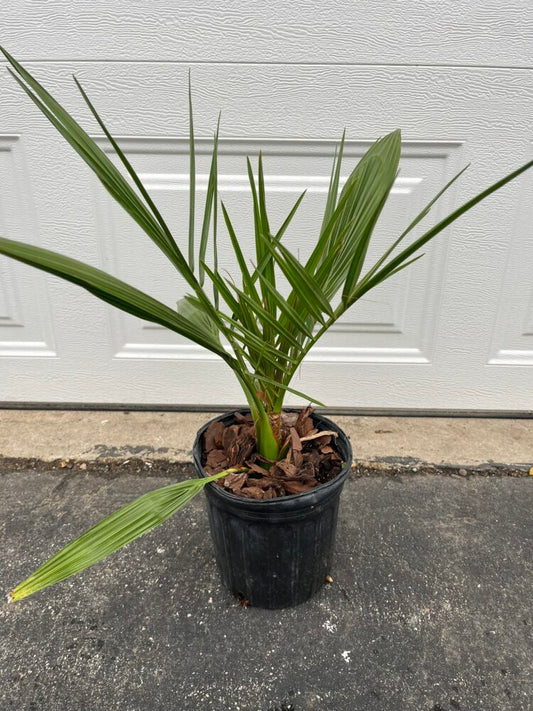 Phoenix sylvestris | Silver Date Palm