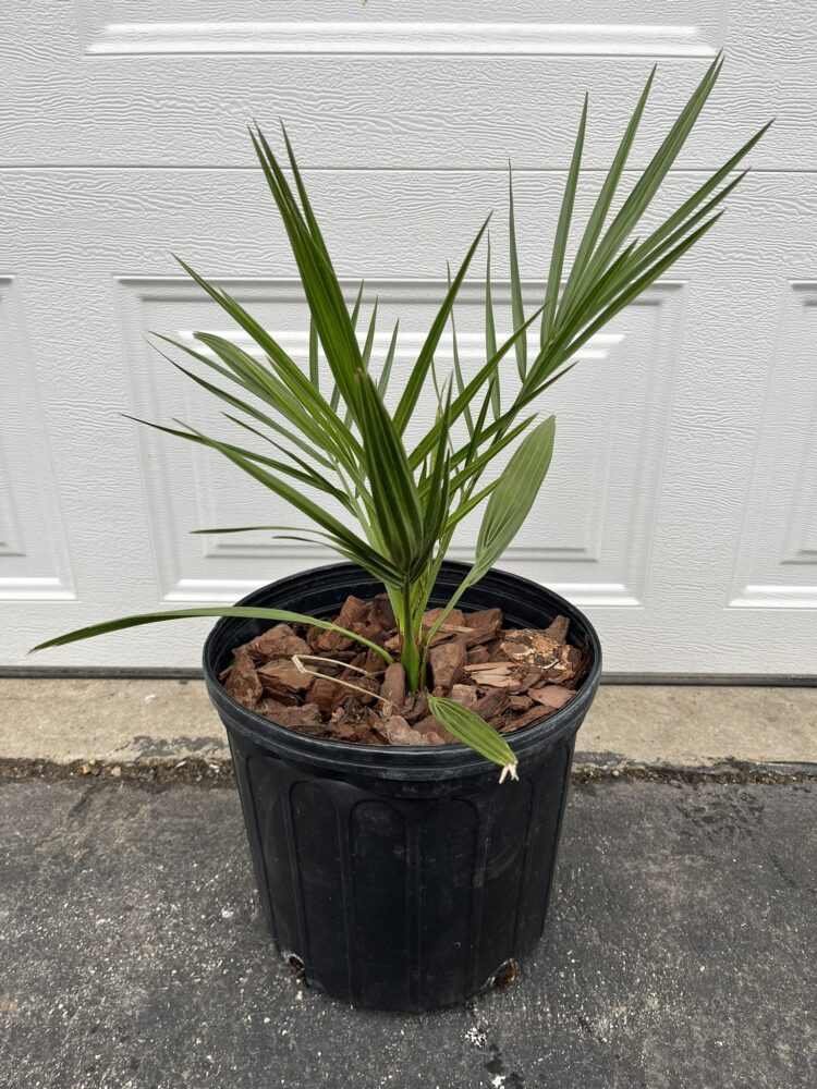Phoenix sylvestris | Silver Date Palm