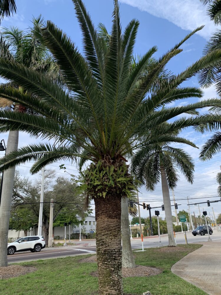 Phoenix canariensis | Canary Island Date Palm