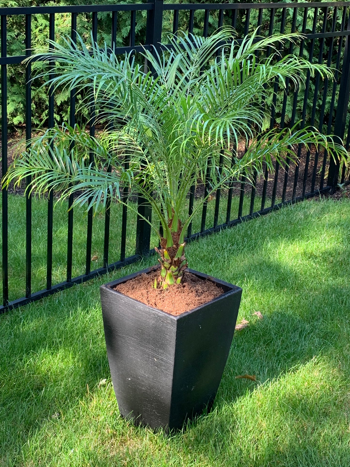 Phoenix roebelenii | Pygmy Date Palm