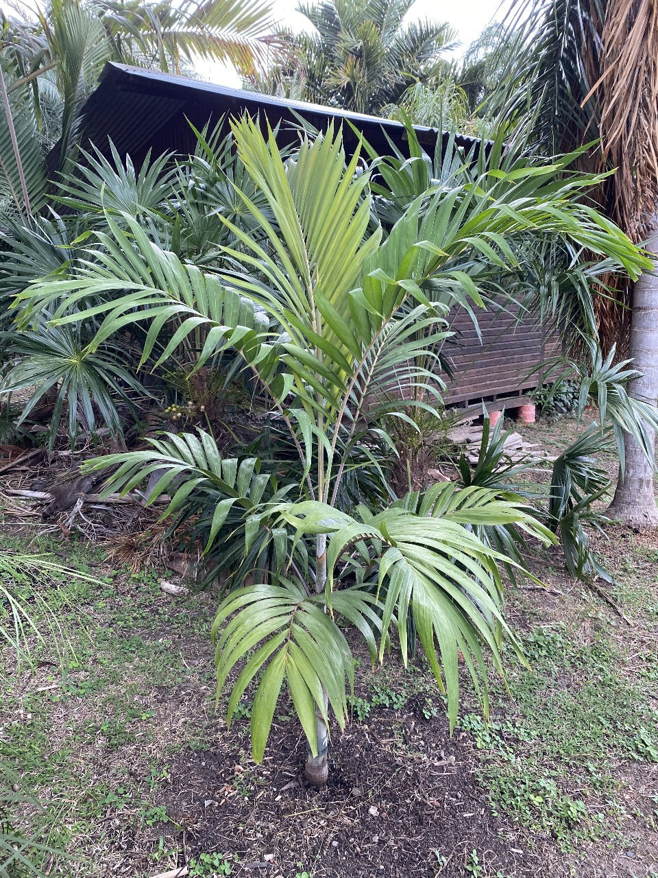 Adonidia dransfieldii