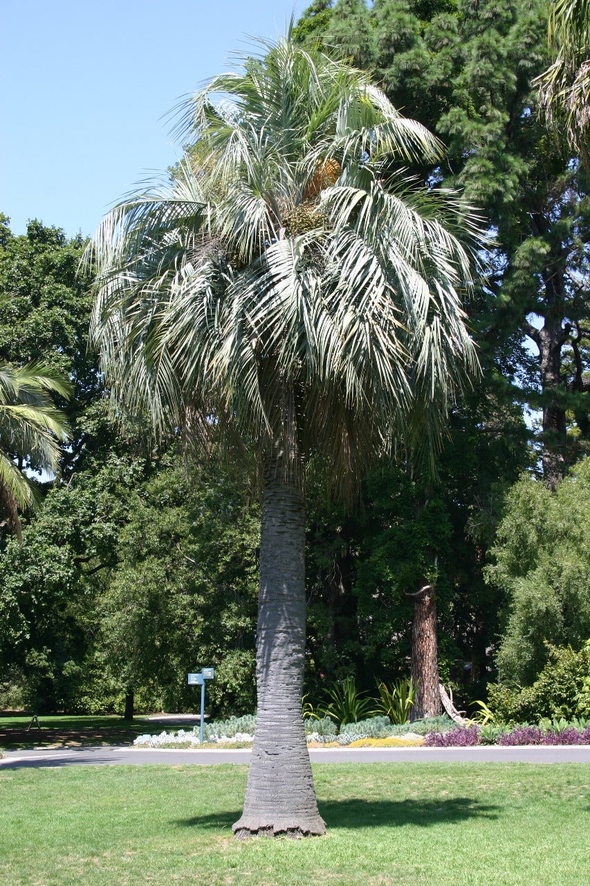 Butia odorata | Southern Jelly Palm
