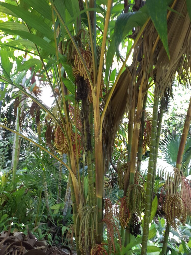 Pinanga coronata | Ivory Cane Palm
