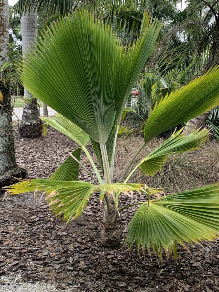 Pritchardia pacifica | Fiji Fan Palm