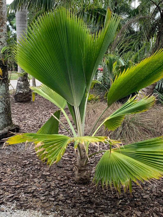 Pritchardia pacifica | Fiji Fan Palm