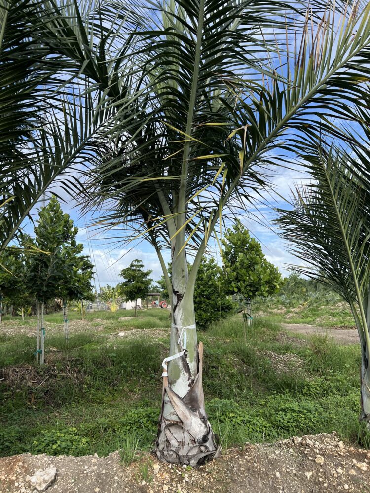 Pseudophoenix sargentii | Cherry Palm