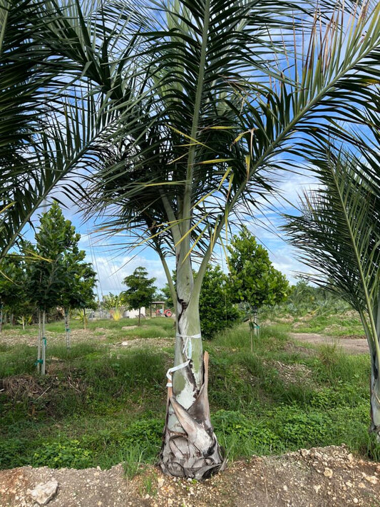 Pseudophoenix sargentii | Cherry Palm