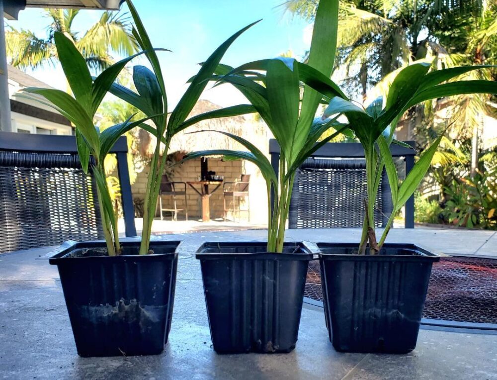 Ptychosperma elegans | Solitaire Palm