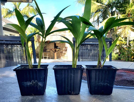 Ptychosperma elegans | Solitaire Palm