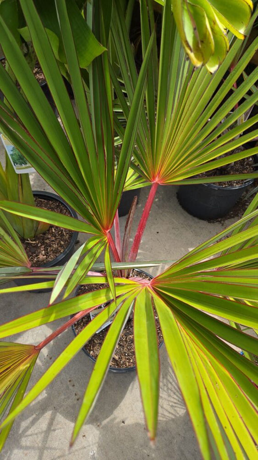 Latania lontaroides | Red Latan Palm