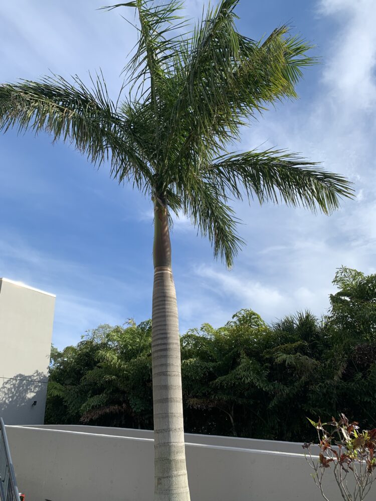 Roystonea regia | Cuban Royal Palm